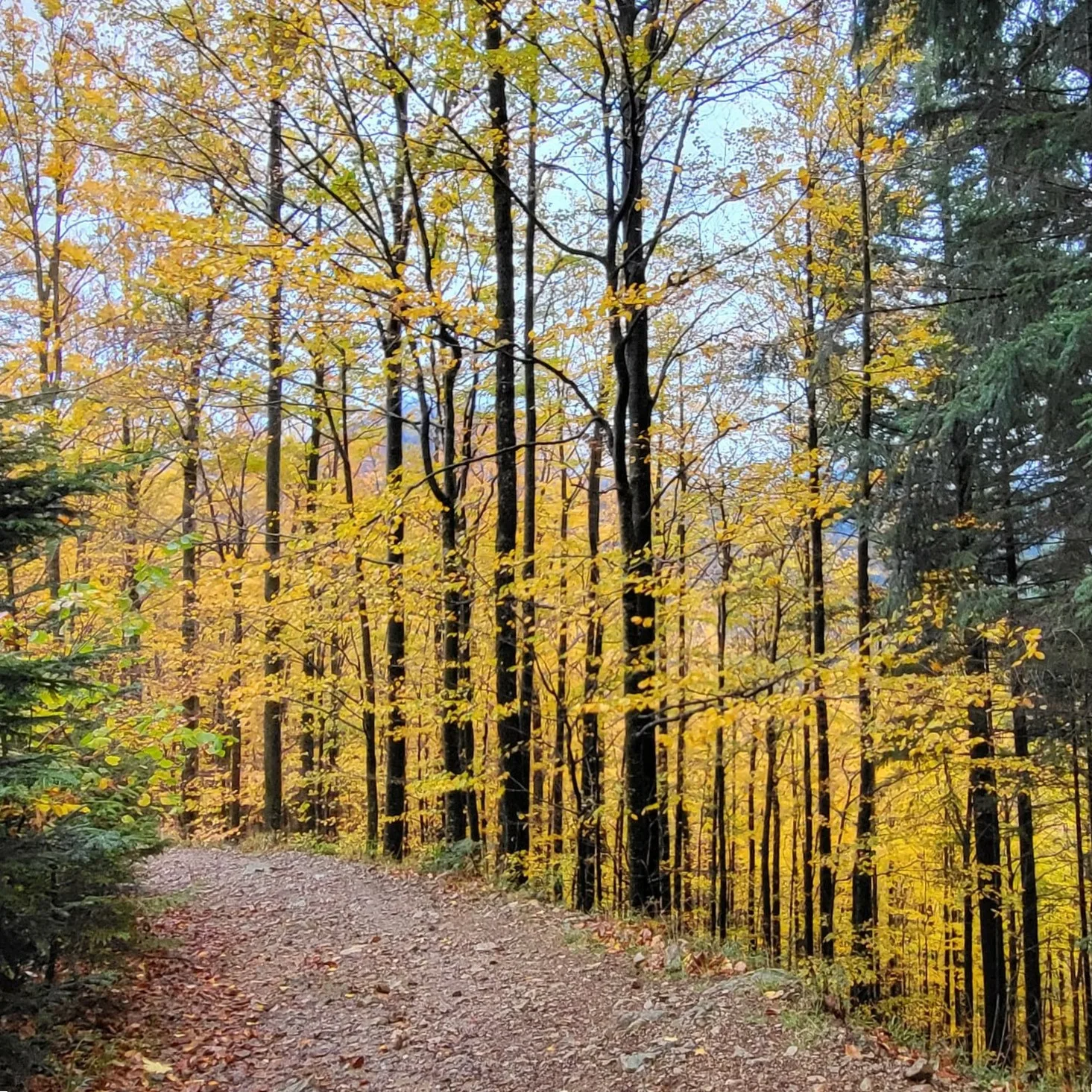 Buchenbäume mit goldenen Blättern und dunklen Stämmen, die einen Waldweg säumen.