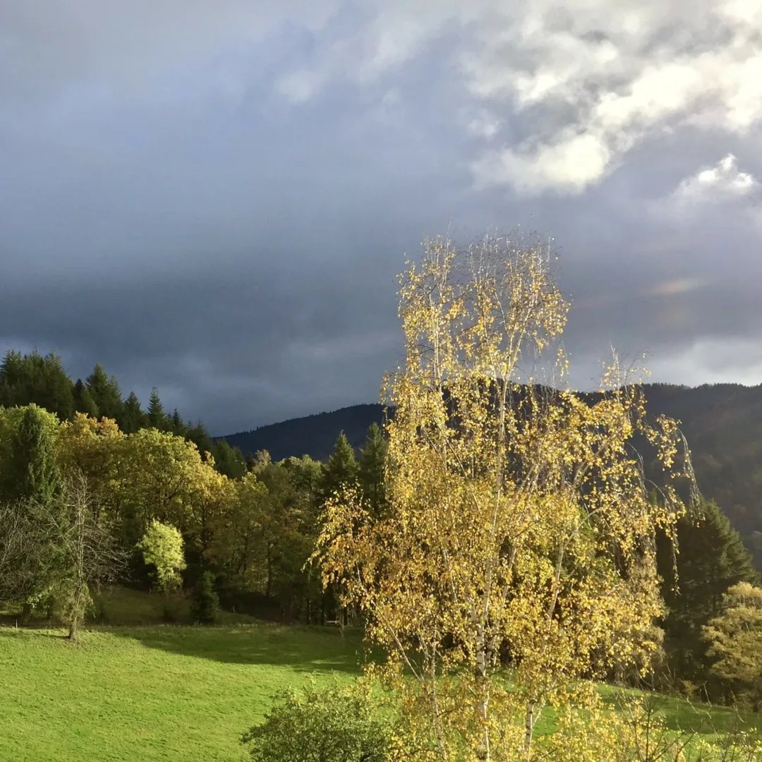 A gold-colored birch against a silver sky, with a brightly green meadow in front of a dark mountain and other golden trees in front of dark coniferous trees.