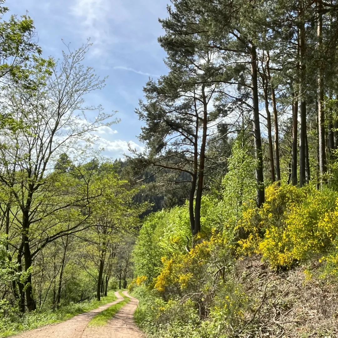 A forest gravel road on a sunny day, flanked by yellow broom in full bloom.