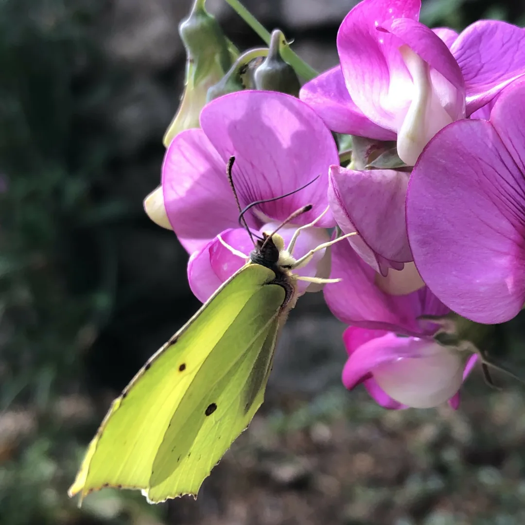 A bright yellow brimstone butterfly sitting on a vividly pink lathyrus flower.