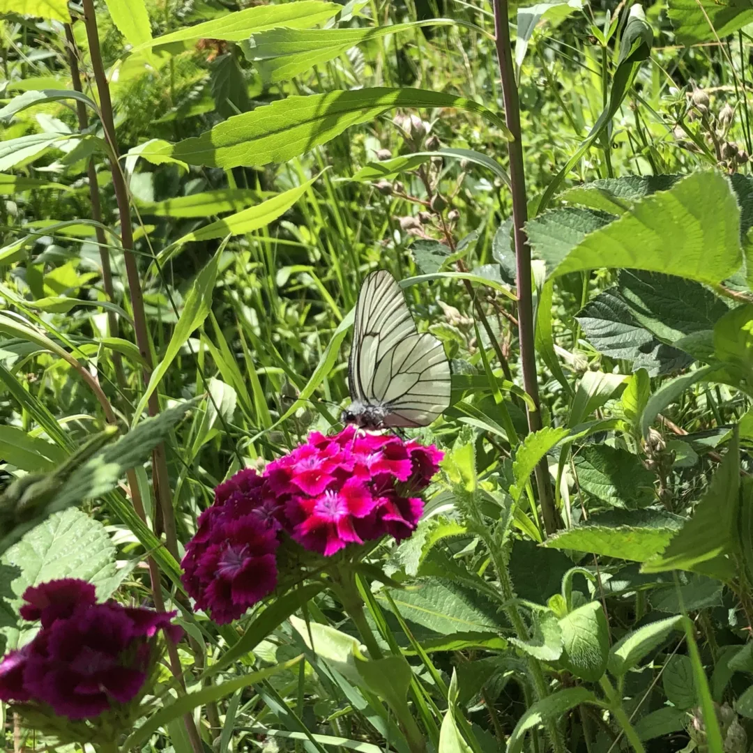 A Black-veined White butterfly feeding on a deep-red Sweet William flower.