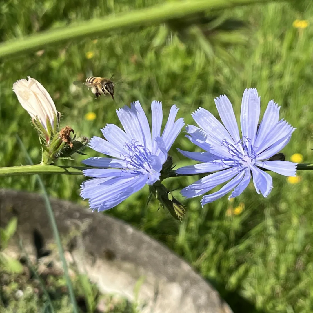 Two blue chicory flowers with a bee about to land on them.