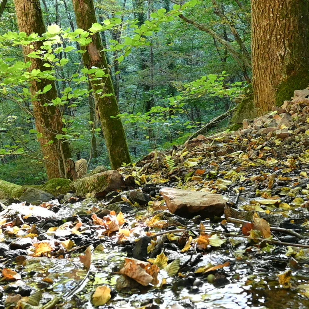 A creek running through the wooded part of our garden.