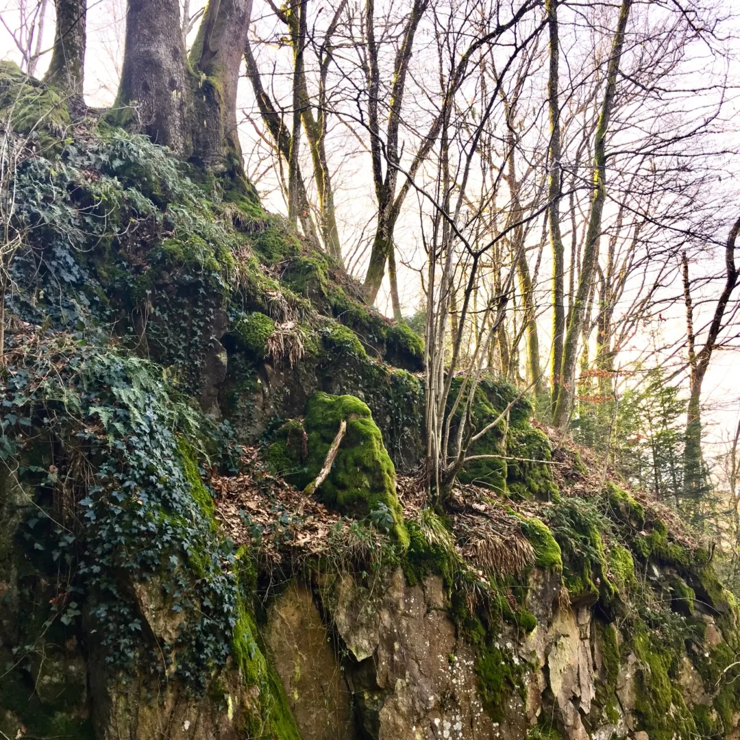 Rock formation covered with moss, ivy, and leafless shrubs and trees along a forest path.