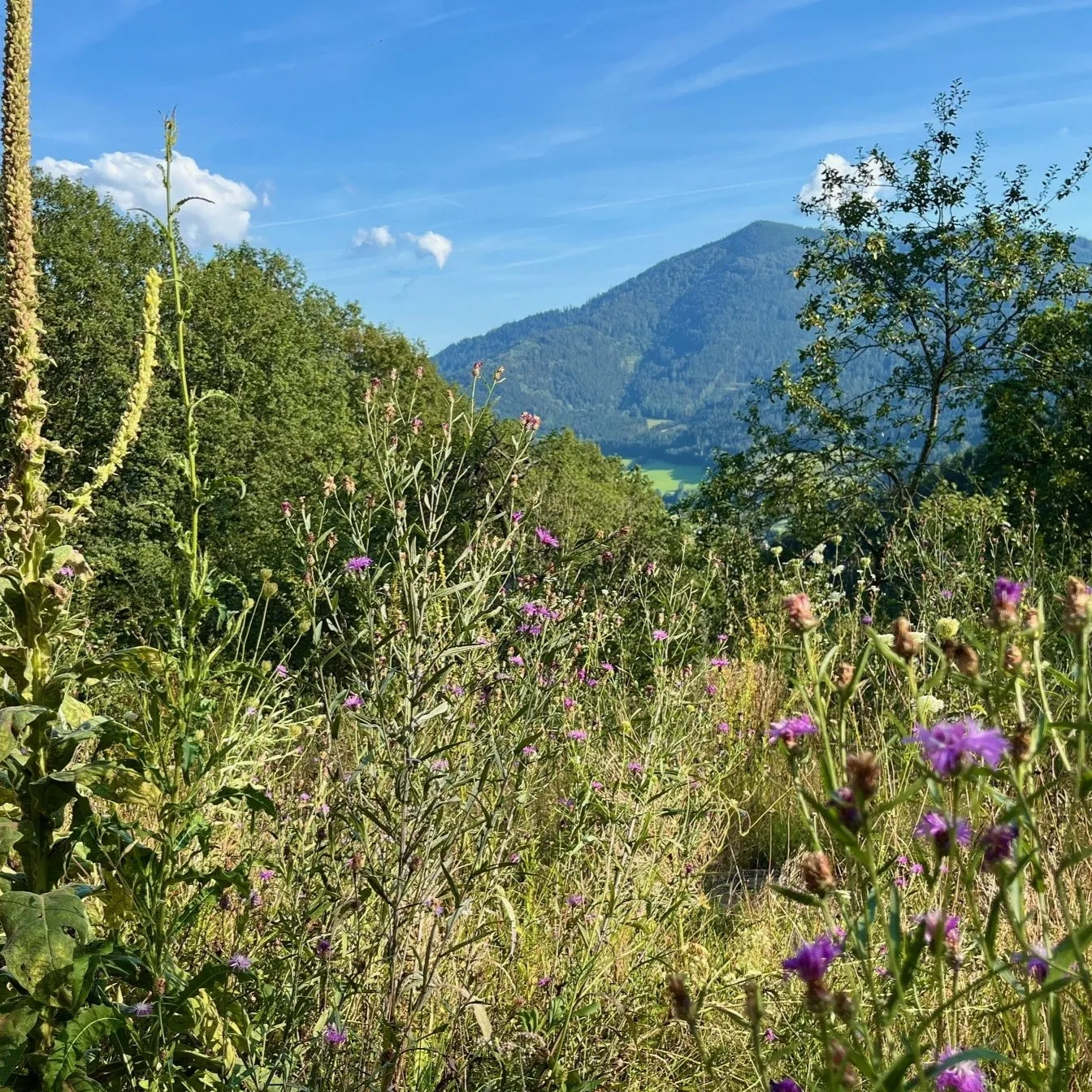 Unsere Wiese, die mit lokaler Flora blüht und einen Blick bietet, der bis zu den Bergen reicht.