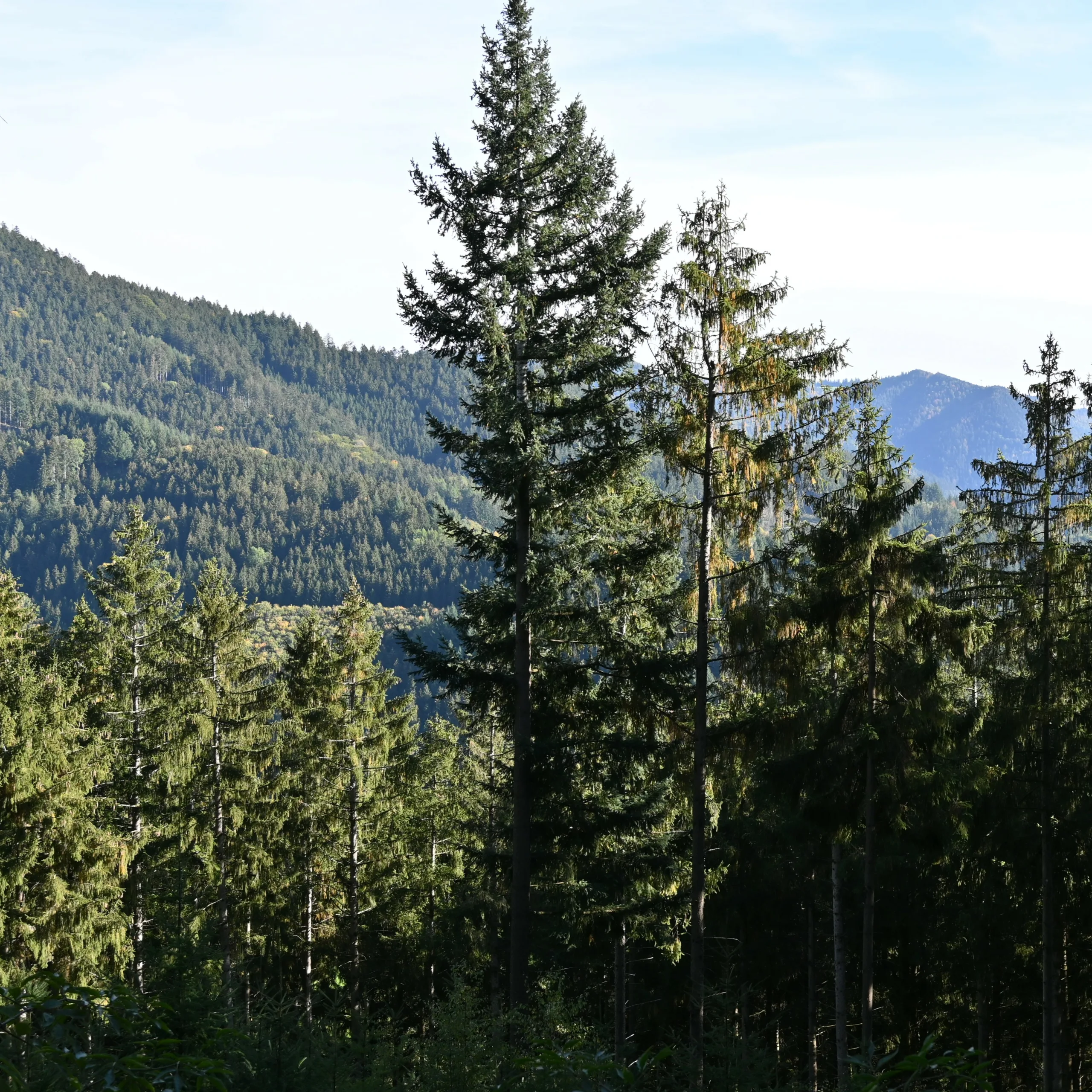 Eine klassische Aussicht auf den Schwarzwald, die man bei einem Spaziergang in der Nähe unseres Hauses immer wieder genießen kann, mit Nadelbäumen und bewaldeten Bergen.