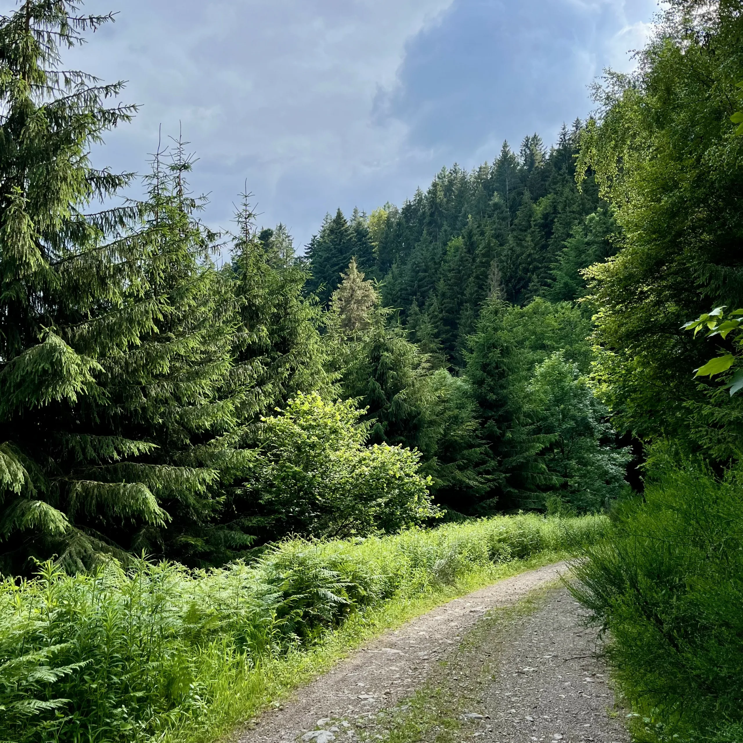 Ein kurviger Schotterweg, umgeben von Nadel- und Laubbäumen und gesäumt von niedrig wachsender Vegetation, einschließlich Farnen, erleuchtet von hellem Sonnenlicht unter einem bewölkten Himmel.