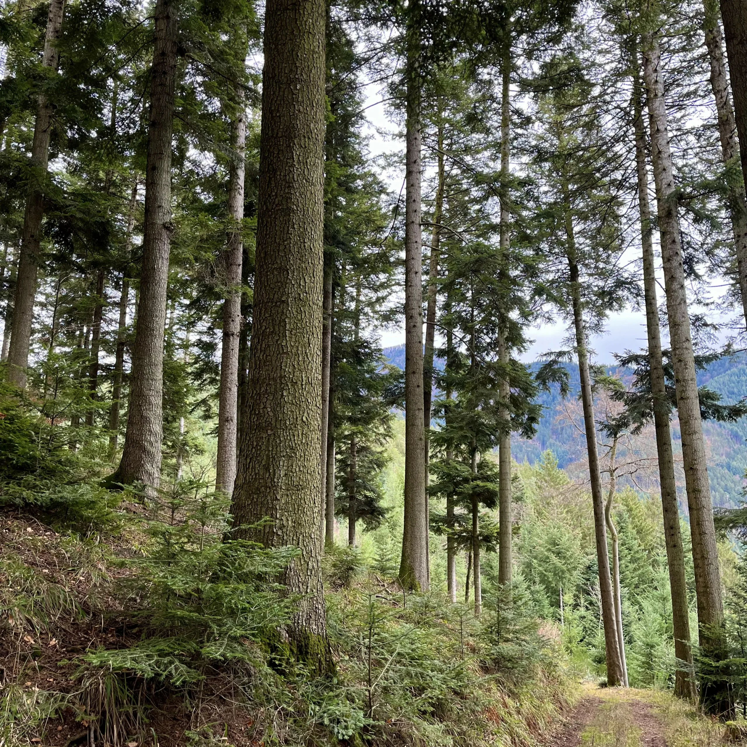 Weg im Schwarzwald in der Nähe des Retreat Centers, gesäumt von hohen Nadelbäumen.