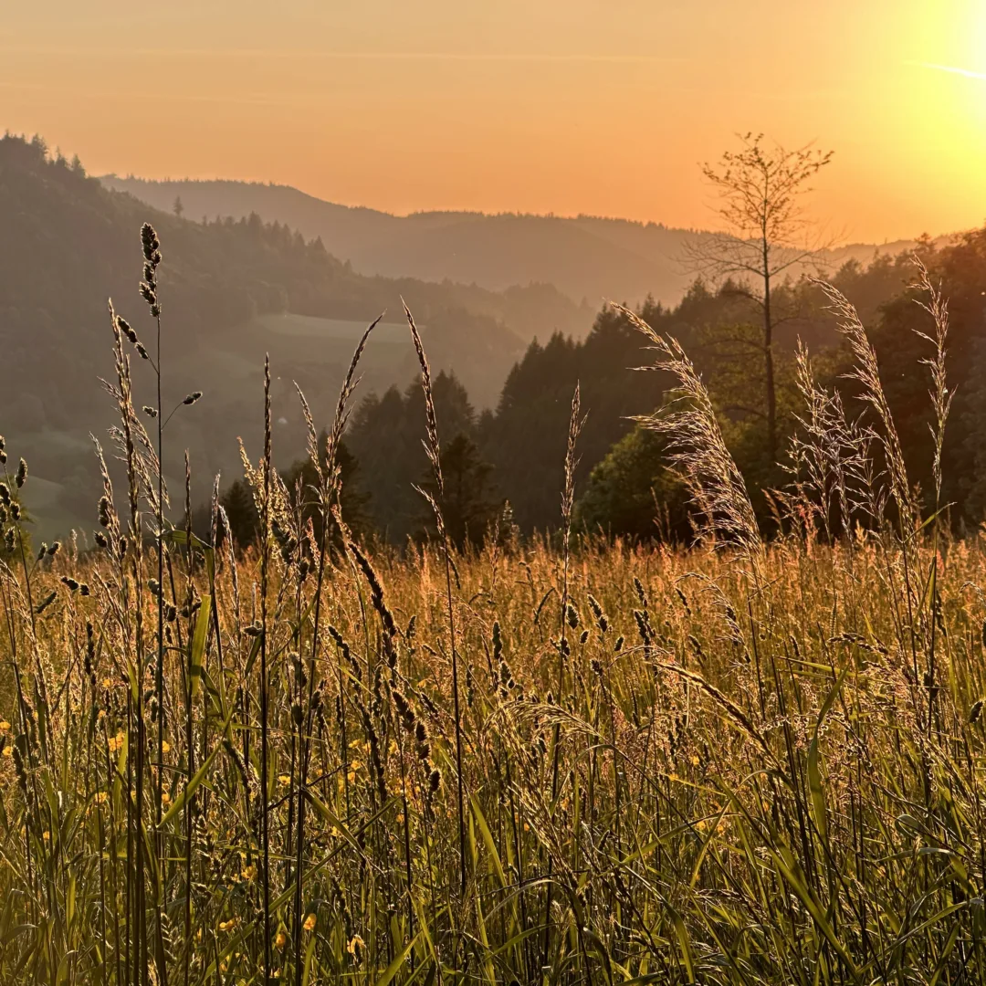 A landscape bathing in the orange light of the setting sun, featuring a meadow in the foreground with its blooming grasses, against a backdrop of mountains with meadows and forest.