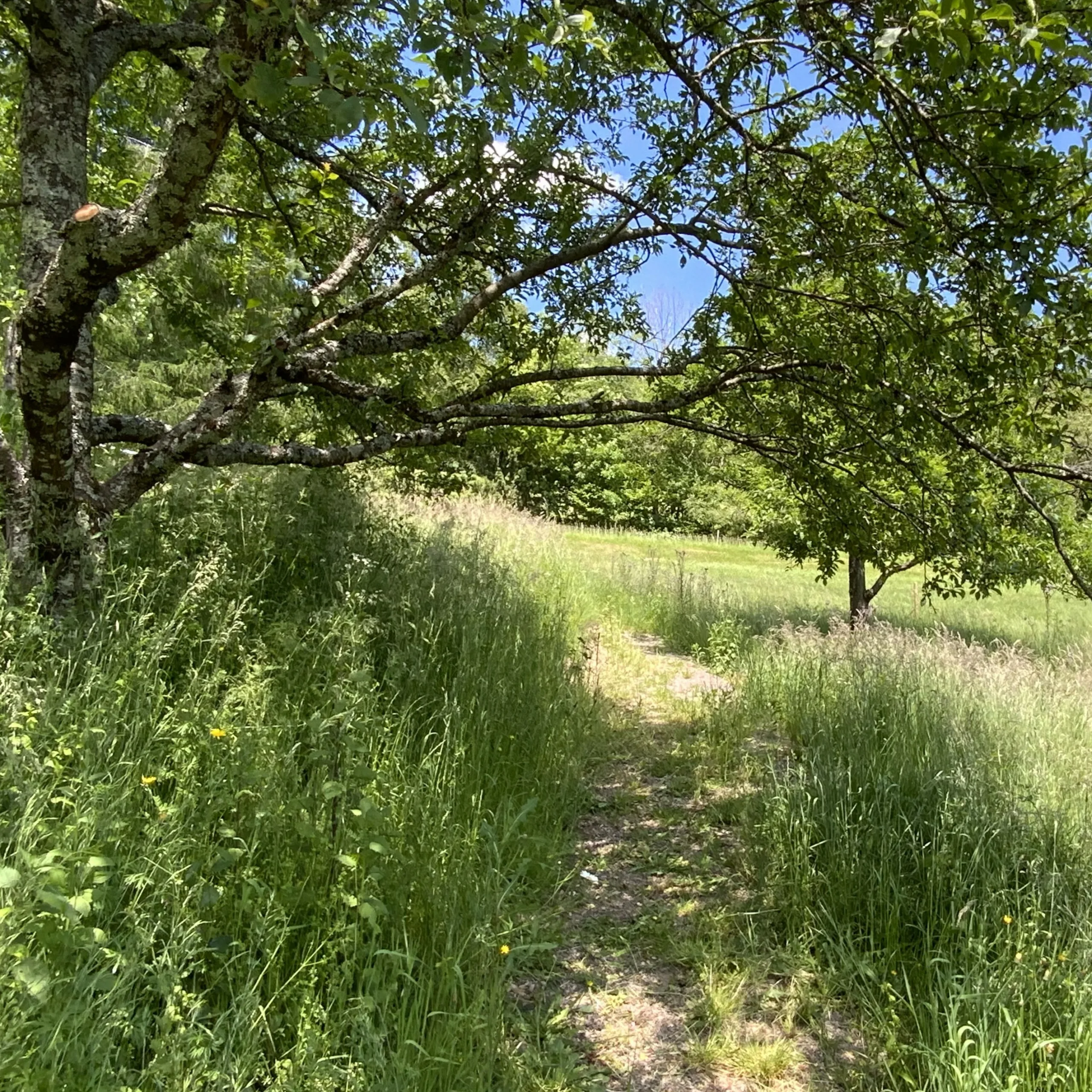 Unser Garten mit einem Pfad, der durch die Wiese unter einem Mirabellenbaum führt, an einem sonnigen Sommertag.