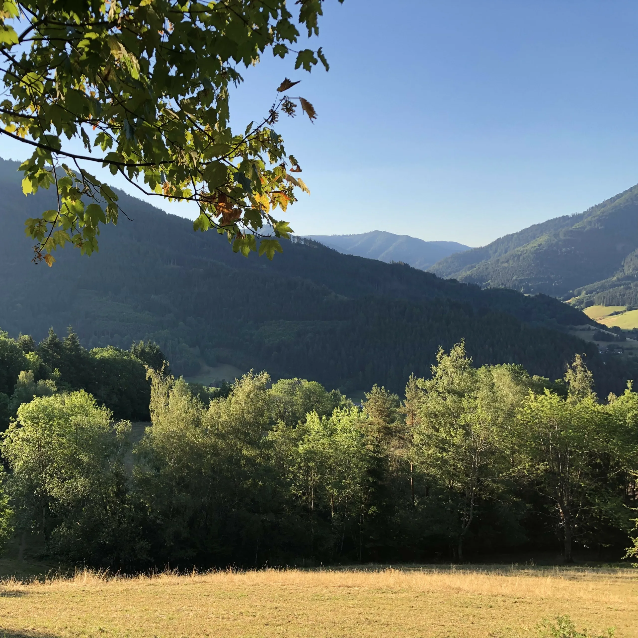 Eine typische Aussicht in unserer Umgebung: eine Wiese, umgeben von verschiedenen Bäumen, mit im Hintergrund schichtweise angeordneten Bergen.