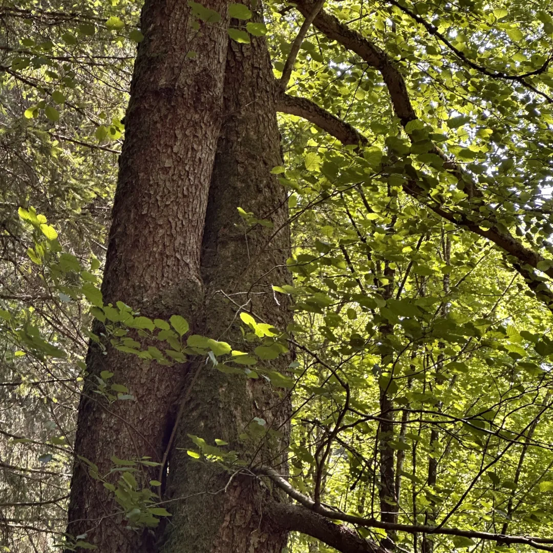 Two beech trees standing close together, seemingly embracing, with sunlight caressing their green leaves.