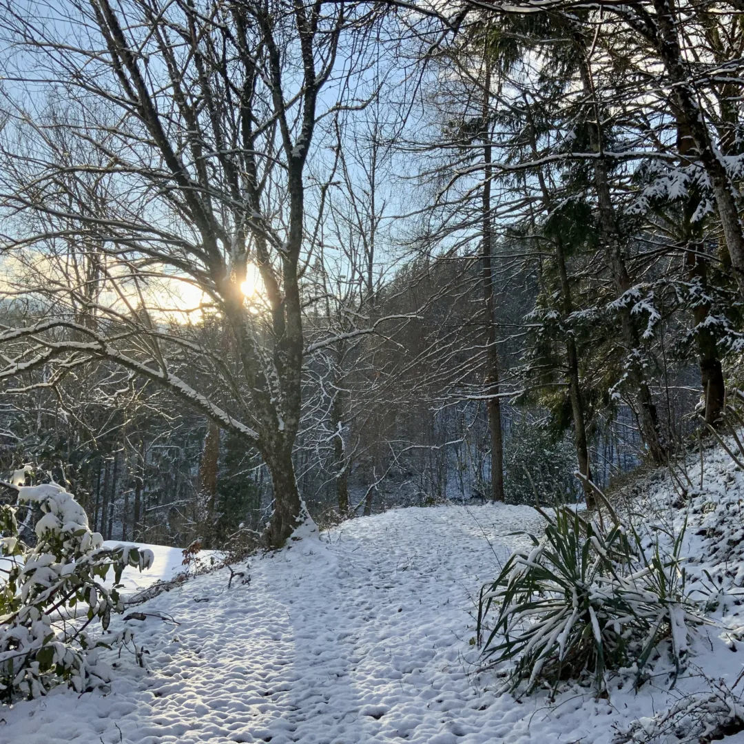 The sun setting behind the hill near our house, with a willow casting a shadow on the snow.