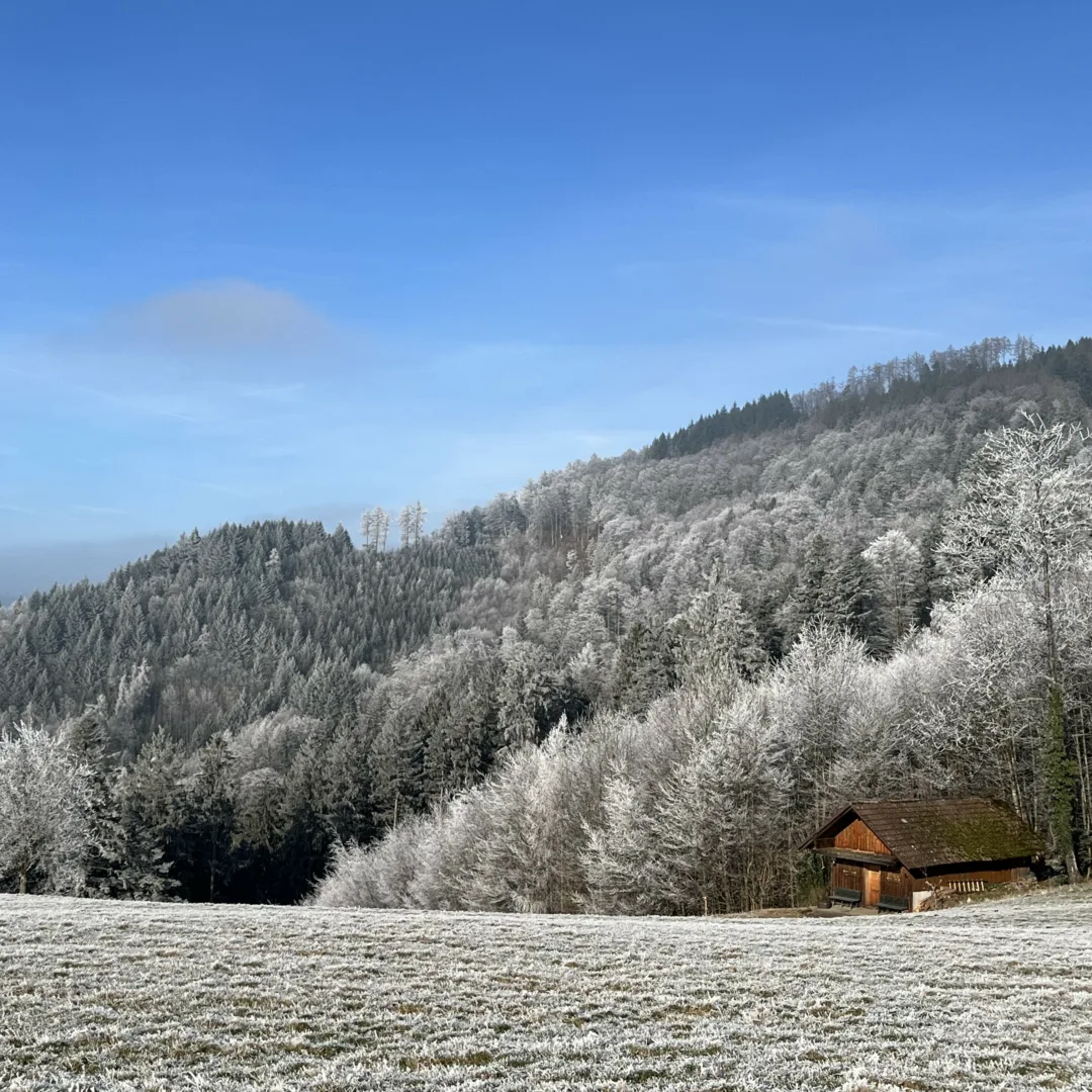 A wooden hut on a meadow at the edge of a forested mountain, with grass and trees coated in hoarfrost.