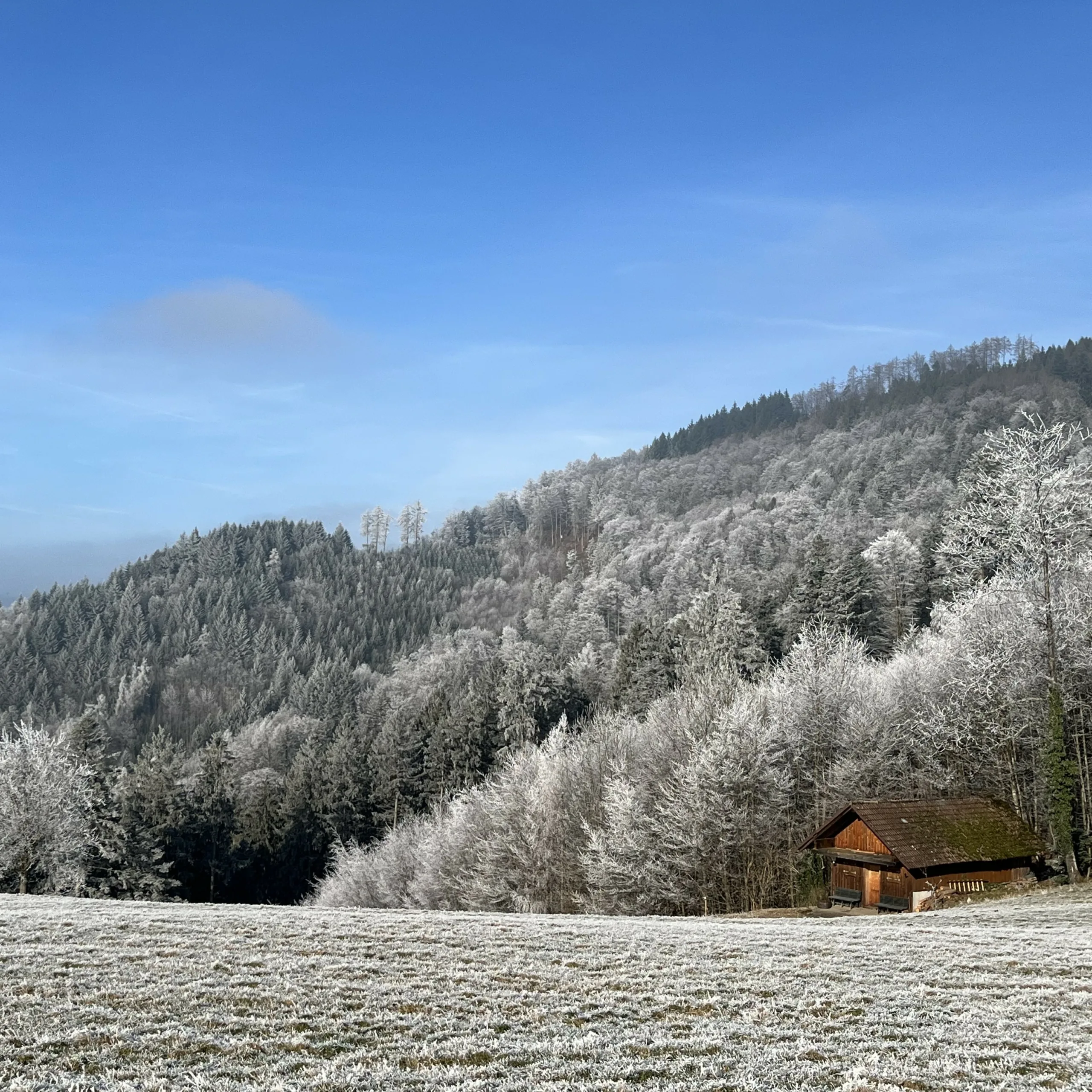 Eine Holzhütte auf einer Wiese am Rand eines bewaldeten Berges, mit Gras und Bäumen, die mit Raureif bedeckt sind.