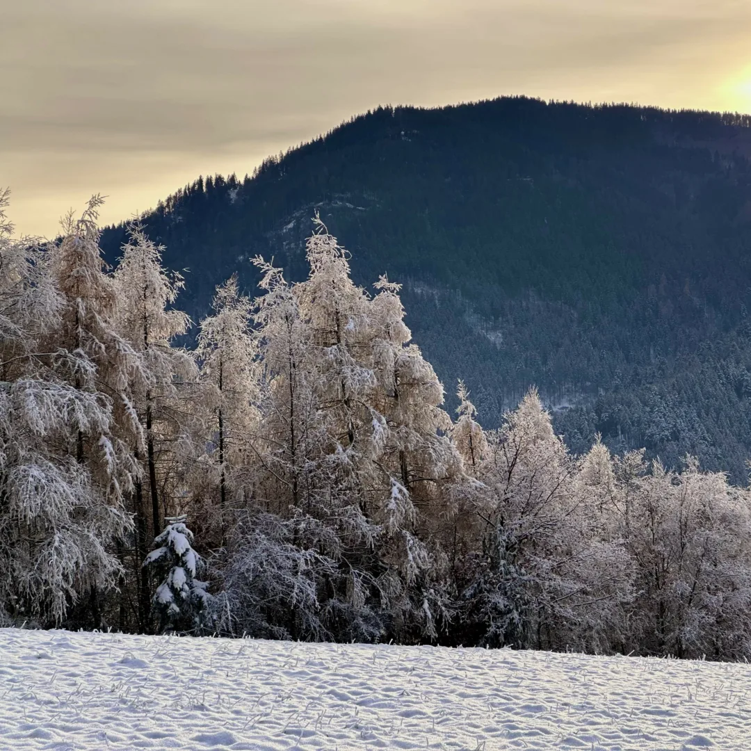 On a winter day, the sun casts golden light through the clouds, illuminating a snowy meadow bordered by golden larches, set against a dark mountain covered in coniferous forest.